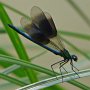 banded demoiselle male